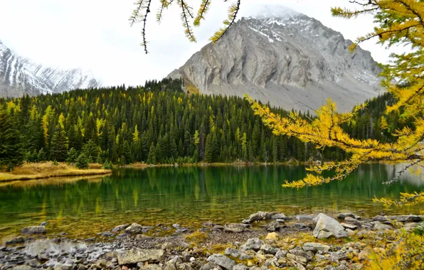 Autumn, forest, mountains, branches, lake, Canada, Albert, Alberta