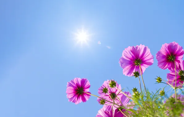 Picture field, summer, the sky, the sun, flowers, colorful, meadow, summer