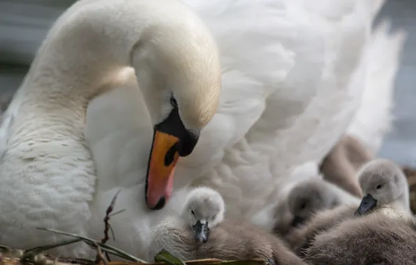 Birds, children, swans, mom