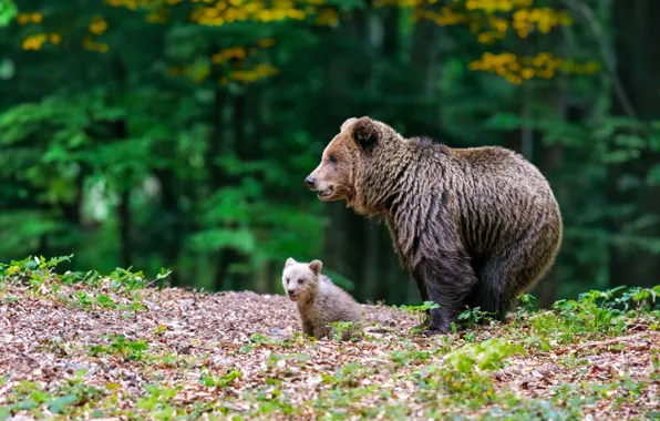 Forest, nature, pose, bear, bears, bear, bear, brown