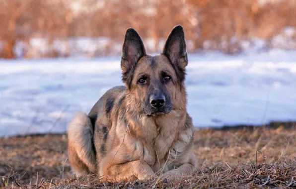 Look, each, dog, German shepherd