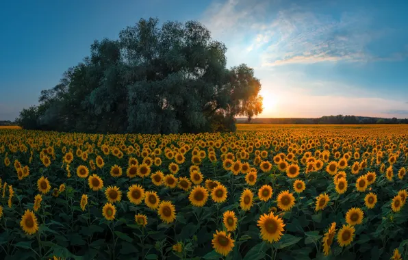 Wallpaper field, sunflowers, tree images for desktop, section пейзажи ...