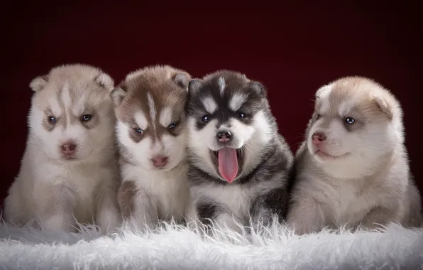 Puppies, kids, husky, Quartet