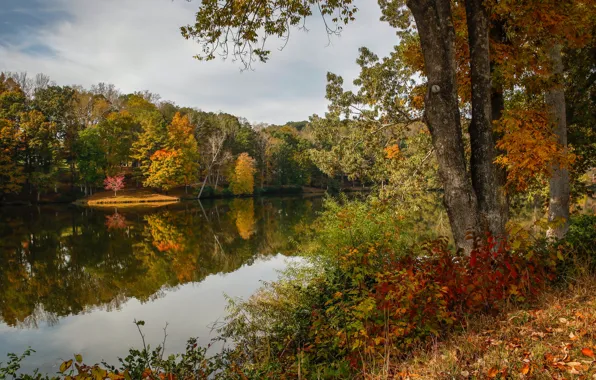 Autumn, forest, leaves, trees, lake, yellow, USA, Virginia