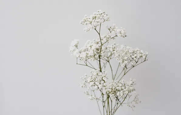 Flowers, background, white