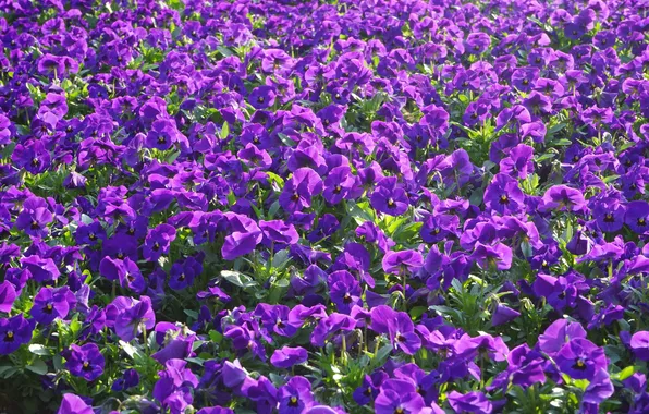 Light, flowers, glade, spring, Pansy, flowerbed, lawn, a lot