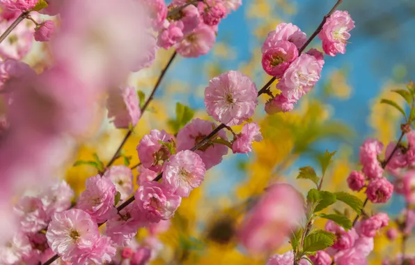 Leaves, flowers, branches, beauty, spring, Sakura, pink, flowering