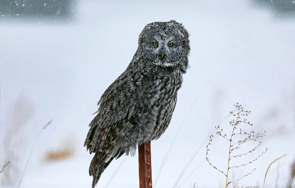 Winter, look, snow, branches, nature, owl, bird, grey