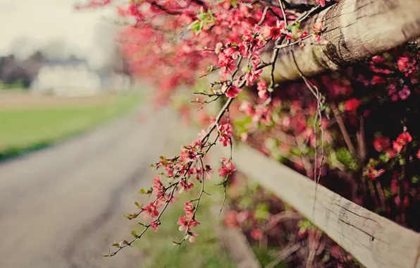 Picture flowers, nature, sprig, pink, the fence, focus, spring, fence