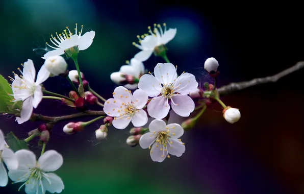 Color, macro, flowers, cherry, branch, spring, petals, blur