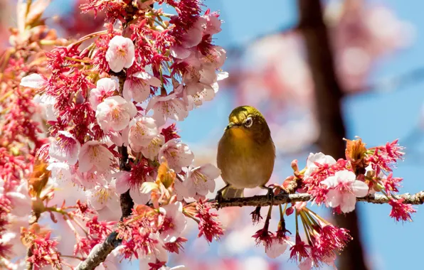 Tree, bird, Sakura