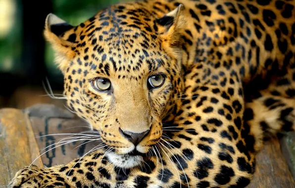 Look, predator, leopard, wild cats, big cat, closeup