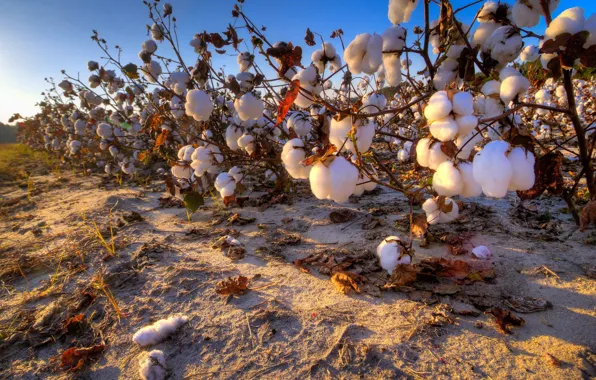 Picture field, nature, cotton