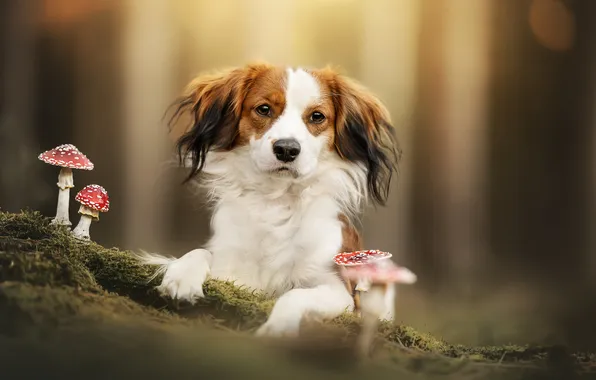 Look, face, mushrooms, moss, dog, fly agaric, Koikerhondje