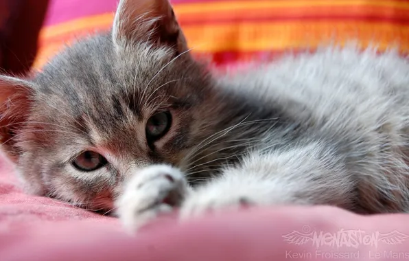 Picture cat, lies, to clean