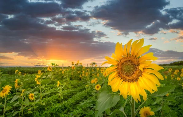 Field, summer, the sky, the sun, rays, light, sunflowers, sunset