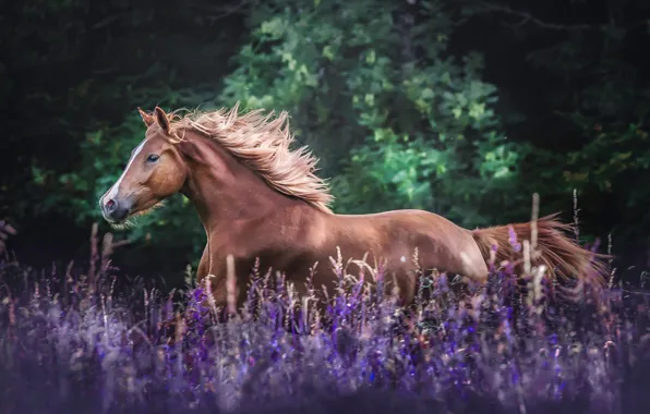 Field, flowers, horse, horse, meadow, mane