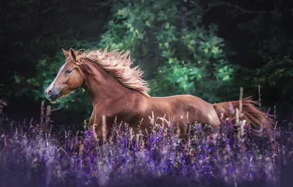 Picture field, flowers, horse, horse, meadow, mane