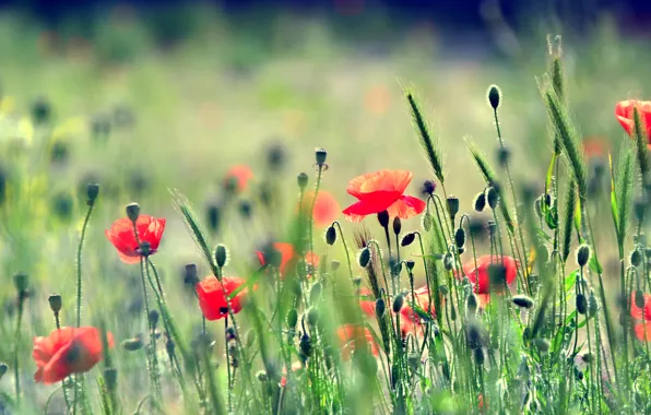 Field, grass, nature, Maki, meadow