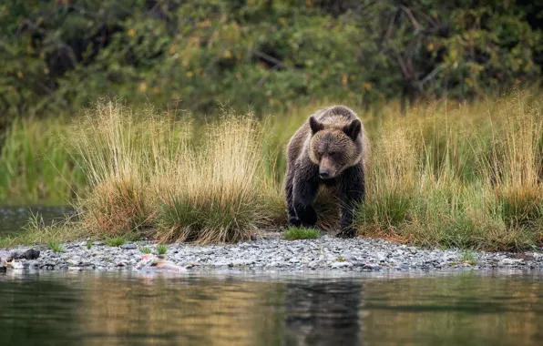 Grass, nature, stones, shore, bear, bear, pond
