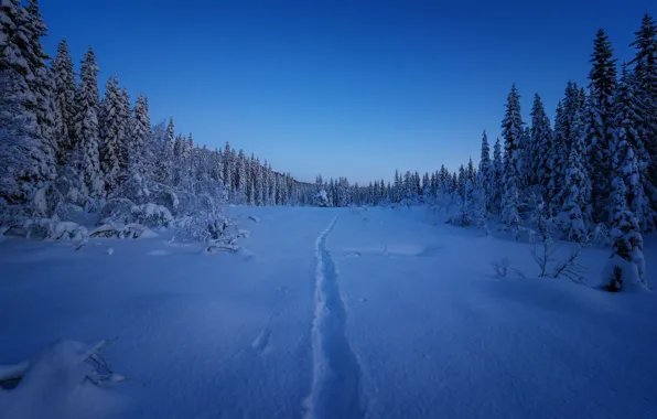 Winter, forest, snow, ate, Norway, path