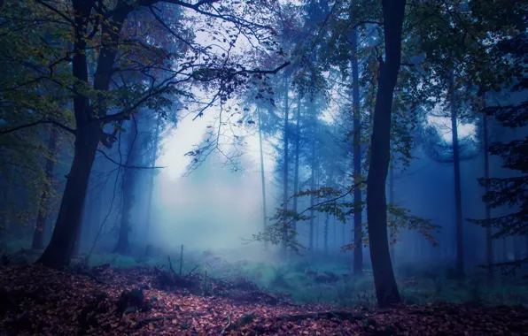 Forest, fog, foliage, Autumn, twilight, autumn, leaves, fog