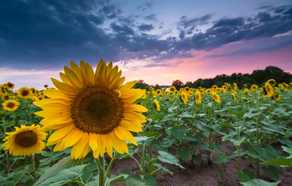 Field, summer, the sky, sunset, clouds, the evening, Sunflowers