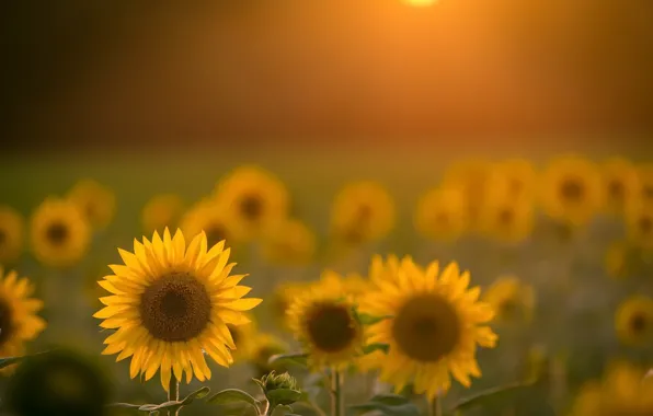 Picture summer, sunflowers, nature