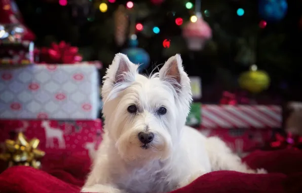 Picture look, dog, The West highland white Terrier