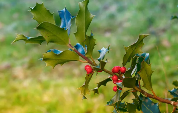 Leaves, nature, berries, branch