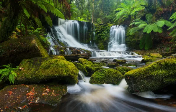 Forest, river, stones, waterfall, Australia, cascade, Australia, Tasmania
