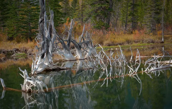 Forest, water, nature, lake, surface, tree, dry