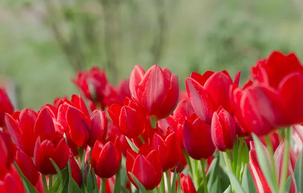 Picture petals, tulips, al, buds, flowering, a lot