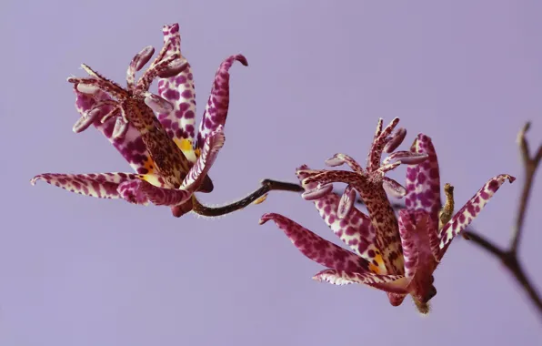 Picture flower, nature, plant, petals, exotic