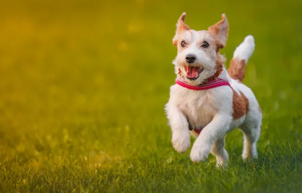 Picture joy, mood, dog, walk, Jack Russell Terrier