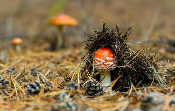 Nature, mushrooms, mushroom, mushroom, needles, bokeh, fungus