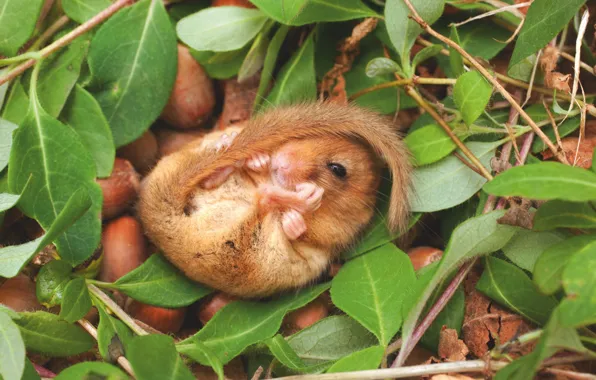 Picture Nature, Nature, Rodent, A mammal, Hazel Dormouse, Mushlovka, A small mammal, Small mammal