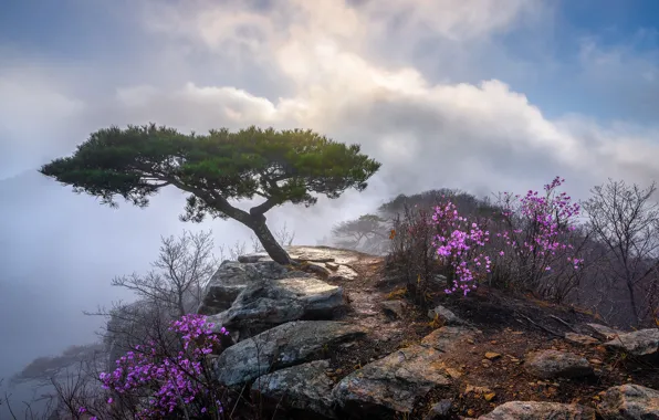 Clouds, landscape, nature, stones, tree, rocks, the bushes, South Korea