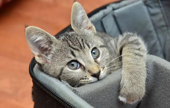 Picture cat, look, grey, muzzle, bag, kitty, sitting