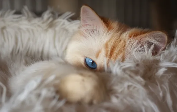 Cat, white, cat, look, pose, red, lies, fur