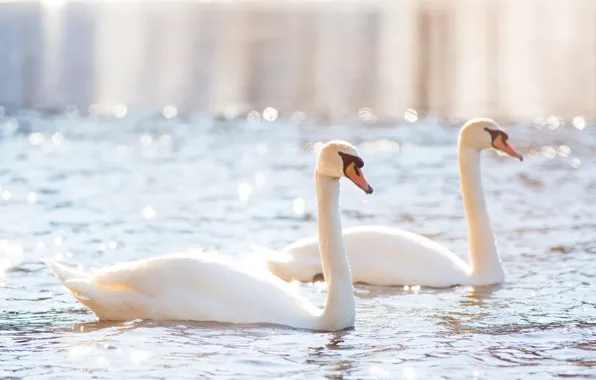 Picture light, birds, pair, grace, swans, pond