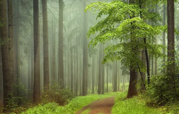 Picture forest, summer, nature