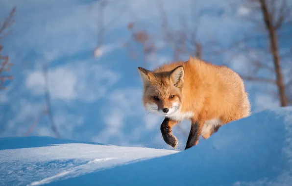 Winter, snow, Fox, the snow, red