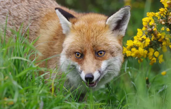 Picture face, flowers, Fox