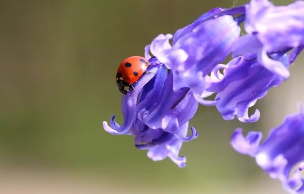 Macro, flowers, background, ladybug, beetle, bells