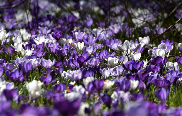 Nature, glade, Krokus, saffron