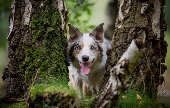 Each, dog, birch