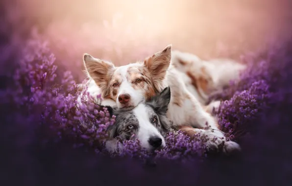 Dogs, look, light, flowers, glade, pair, muzzle, lie