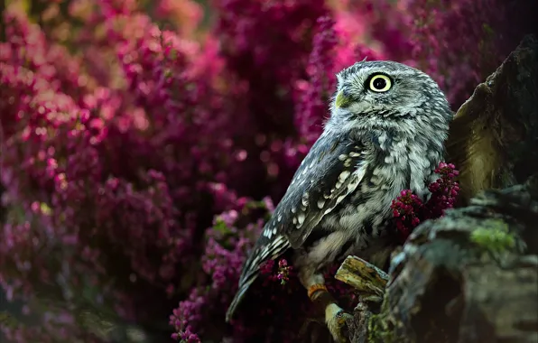 Look, flowers, owl, bird, bokeh, owl, Heather