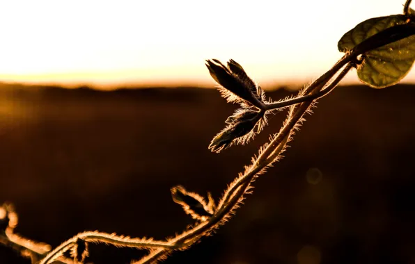 Sunset, Autumn, Macro
